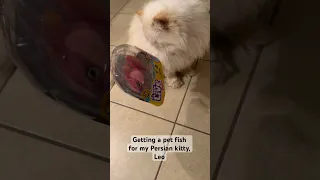 GETTING A PET FISH FOR MY PERSIAN CAT LEO! | ItsAnnaLouise