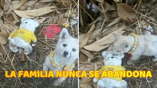 Cachorrito abandonado se niega a dejar su Osito de Peluche tras ser rescatado