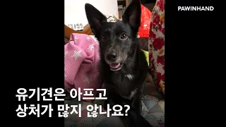 "유기견은 아프고 상처가 많지 않나요?"ㅣ유기동물 입양ㅣ포인핸드 유기견 입양ㅣ유기견 입양 후 변화ㅣ유기견 입양 후기