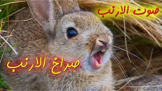 صوت الارنب - صوت الارنب وهو يصيح - صوت صراخ الأرنب Rabbit Sound