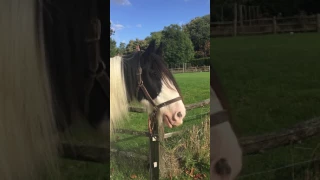 Horse whinnying!