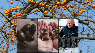 Persimmon propagation from seed