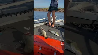 How good is run-off Barra fishing in the Nt! #fishing #wildlife #barramundi #darwin