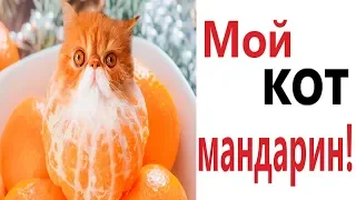 Лютые приколы. МОЙ КОТ МАНДАРИН!!! Самое смешное видео! Попробуй не засмеяться! - Domi Show!