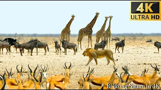 Great Migration(Chobe National Park, Botswana, African) 4K - Scenic Wildlife Film With Calming Music