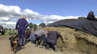 Topkuil 2016 finalist Frans ten Dam uit Beckum (OV) - www.melkvee.nl