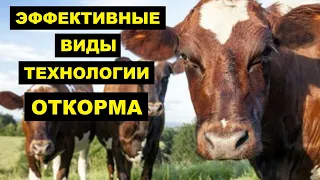 Откорм бычков на мясо | Виды и технологии откорма КРС | Мясное Скотоводство | Откорм КРС