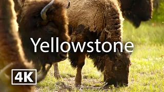 Yellowstone National Park 4K | Travel with Calm Music