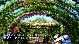 Yokohama English Garden 2024 Roses in full bloom!