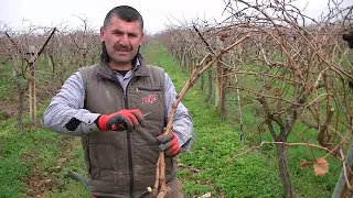 BAĞ BUDAMA. ÇUBUK HAZIRLAMA. ÜZÜM GÖZÜ BIRAKMA.OTANTİK SÜLEYMAN. DENİZLİ HONAZ KIZILYER. foto ayfa