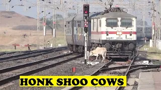 Mumbai Dehradun Express Shoos Holy Cows | Bamnia