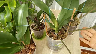ОрхоГербарий ВСЁ. Уменьшить риски пропадания корней орхидей.
