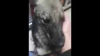 Собаку с которой плохо обращались первый раз погладили Слёзы ручьём