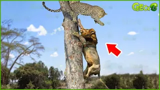 30 The Scary End Of A Leopard Being Chased By A Lion | Animal Fight