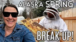 Spring Break Up in Alaska | Busy as a Bee!