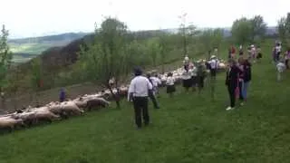 Invartita oilor la Barsana, Maramures (pe Bradova)