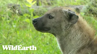 WildEarth - Sunset Safari - 30  Dec 2022