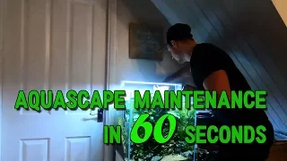 60 second Aquascape Maintenance!