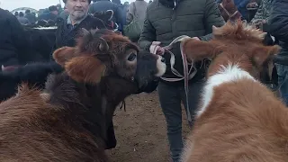 Shahidon mol bozori ģunajinlar narhlari bilan tanishing 26.12.2023yil