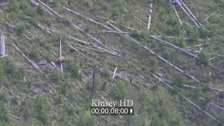 Big Black Bear Climbs Tree In Fear