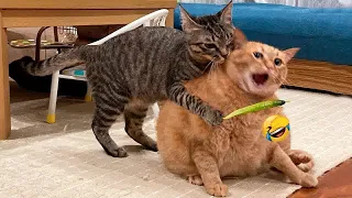 Funny actions of cats 🙀 Best Funny Video Compilation 🐱😻