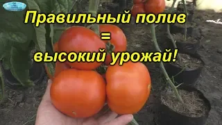 Правильный полив томатов. Из практики, подтверждённой высокими урожаями.