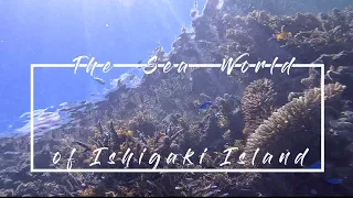 【ISHIGAKI SEA WORLD】石垣島白保海岸でシュノーケリングしたくなるVideo　GoProHERO10の水中Video Shiraho Beach on Ishigaki Island