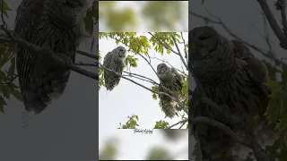 Have you ever heard male and female Barred Owl duet? #owl #birdlovers #wildlife #birdsofyoutube