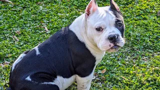 My bullies helping on the farm