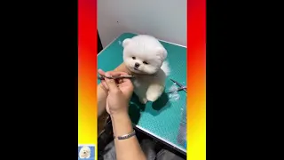 Dog Pet Puppy Pomeranian Grooming Teddy bear style ! dogs story #short 20