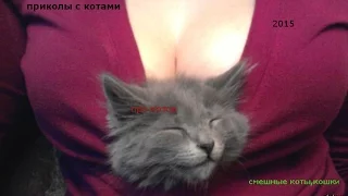 Приколы про котов и кошек 2015,смешные коты,лучшая нарезка