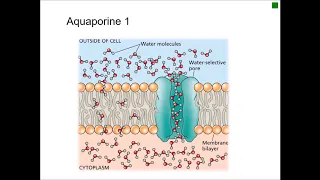 Profil d'hydrophobicité des protéines