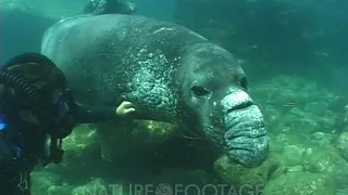 Northern Elephant Seal (Mirounga Angustirostris) Diving, Playing With Diver