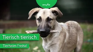 Tiervermittlung aus dem Tierheim Freital | Tierisch tierisch | MDR