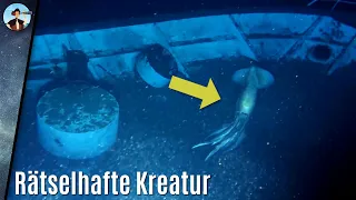 Mega-Kalmar taucht plötzlich bei Schiffswrack auf! Welche Art ist es?