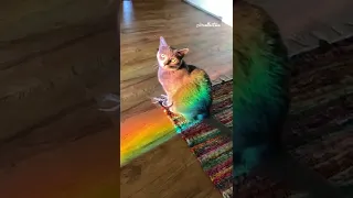 Adorable Cat Bathes in Rainbow Light! #Shorts