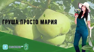 Груша Просто Мария