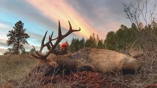 CHAD MENDES BIG OREGON BULL DOWN!!| Day 5