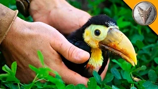 Rescued Baby Toucan!