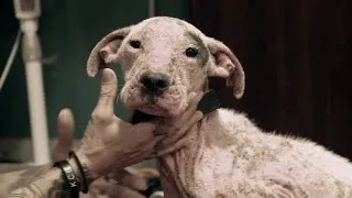 The Devastating Sight of an Emaciated Puppy