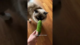 Эти овощи опасны для кошек!