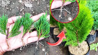 Easy Way How to propagate spruce from branches