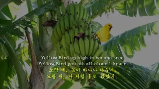 Yellow Bird - Kingston Trio 노랑 새 -킹스톤 트리오 (English Lyrics & Korean Translation 영한자막)