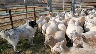 Selecting sheep for our dinner table!