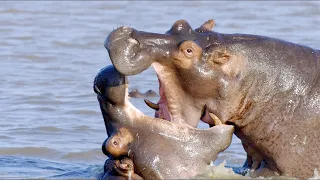 Hippo Vs Hippo #wildlife #wildanimals #animals #nature #shorts #short #youtubeshorts #viral #trend