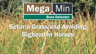 Setaria Grass and Avoiding Bighead in Horses