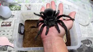 ブラジリアンブラック　　Grammostola pulchra　Brazilian Black Tarantula