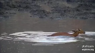 #5:  Impala pulling Crocodile, trying to escape