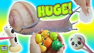 What's Inside Huge Squishy Snail Toy! Snail Slime! Homemade Squeeze Toy