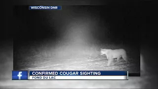 Cougar spotted on trail camera in Fond du Lac County